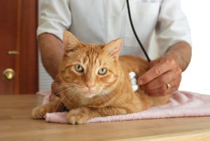 Cat at the vet