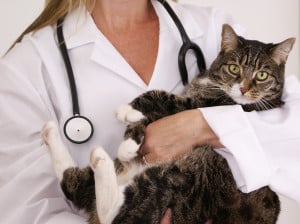 Tabby Cat and Vet