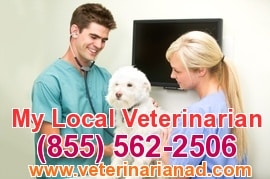 Veterinarian Advertising