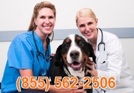 Veterinarian Advertising