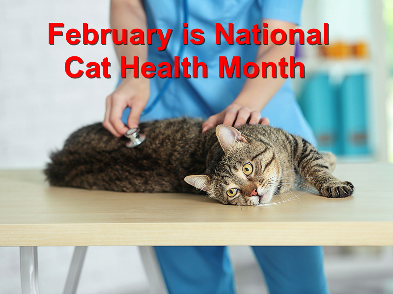 February Is National Cat Health Month Http Localvalue Vet Wp Content Uploads 2017 01 February Is National Cat Health Month Jp Cat Health Animal Hospital Cats