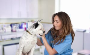bigstock-Veterinary-with-a-dog-for-a-re-41345497