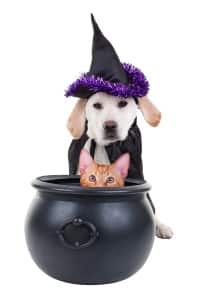 Read more about the article Pet Costume Contest