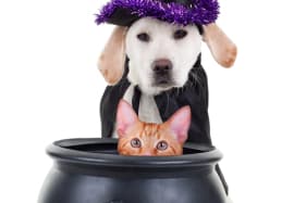 Pet Costume Contest
