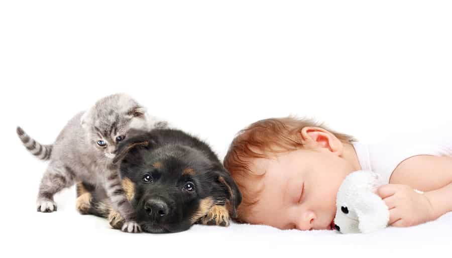 Read more about the article Pets and the developmental benefits for children