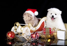 Happy Holidays!