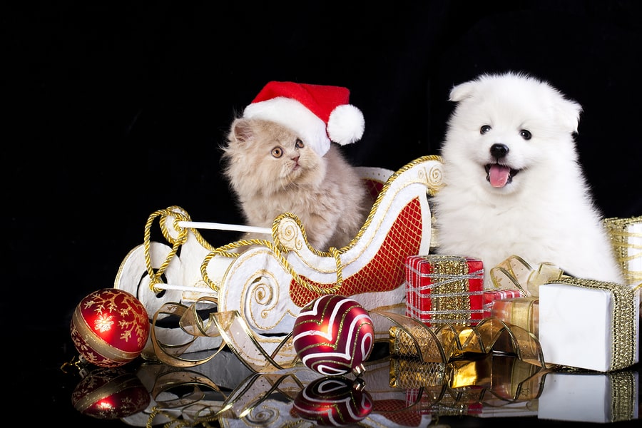 Read more about the article Happy Holidays!