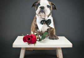 5 Reasons your pet makes the best date on Valentine’s Day