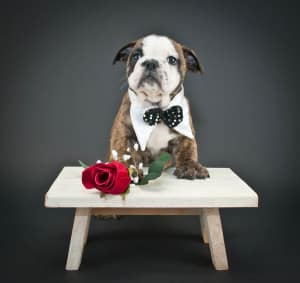 Read more about the article 5 Reasons your pet makes the best date on Valentine’s Day