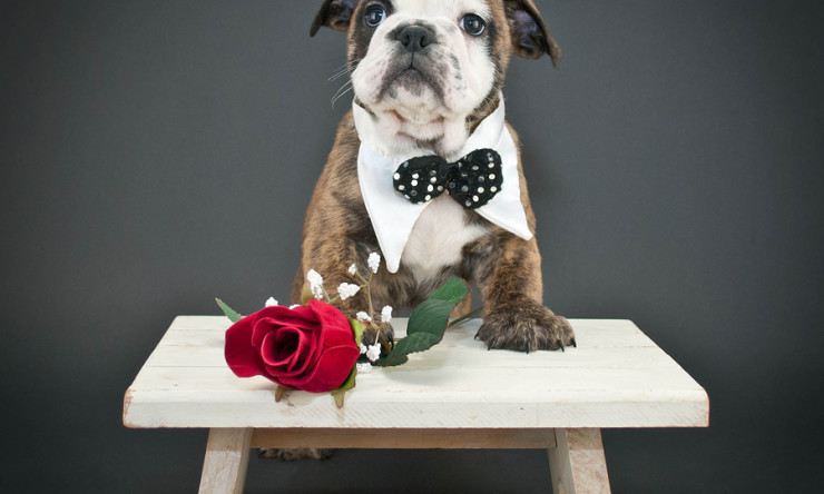 5 Reasons your pet makes the best date on Valentine’s Day