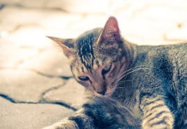 Is Your Pet Secretly Stressed?