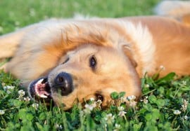 Here are some things we learned about dogs in 2014