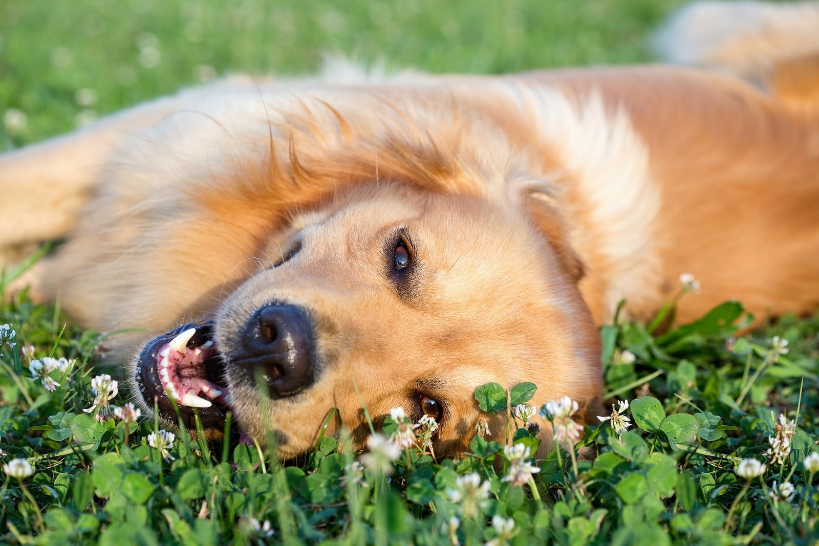 Read more about the article Here are some things we learned about dogs in 2014
