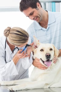 Read more about the article 10 Pet Health Tips for the New Year