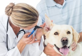 10 Pet Health Tips for the New Year