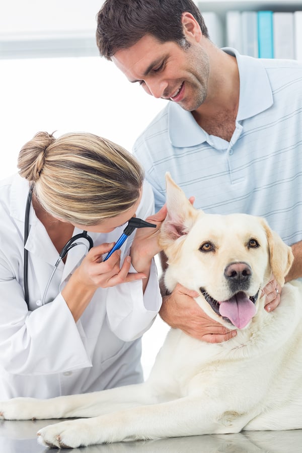 10 Pet Health Tips for the New Year