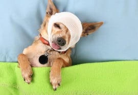 Basic Tips for Handling an Injured Pet