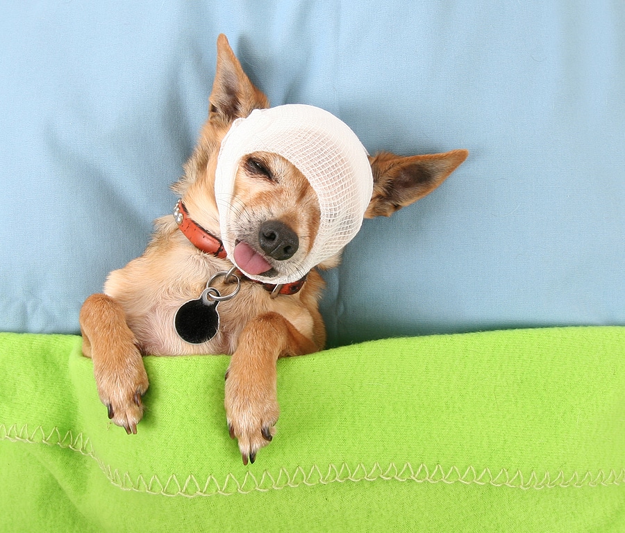 Read more about the article Basic Tips for Handling an Injured Pet