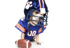 Puppy Bowl