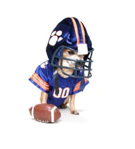 Read more about the article Puppy Bowl
