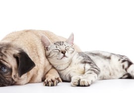 Fighting Like Cats and Dogs: How to Train a Dog to Live with a Cat?