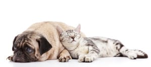 Read more about the article Fighting Like Cats and Dogs: How to Train a Dog to Live with a Cat?