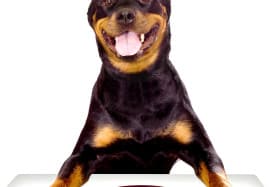 Do Dogs Go Through Adolescence?