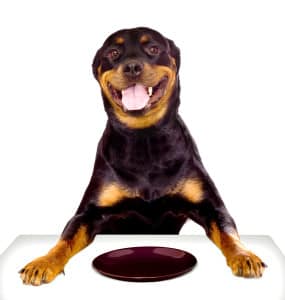 Read more about the article Do Dogs Go Through Adolescence?