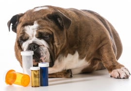 10 Poison Pills for Pets