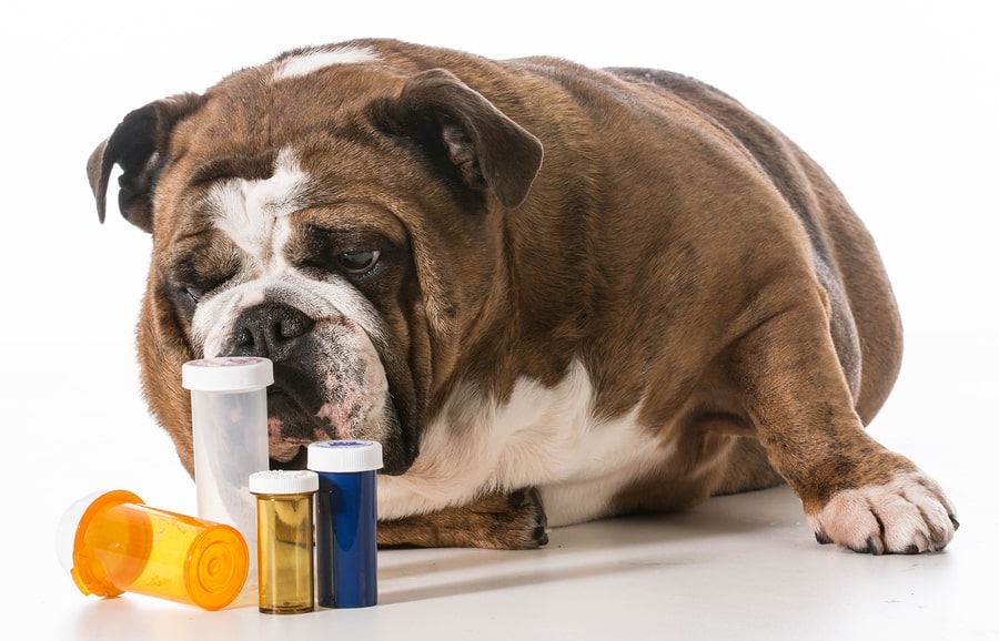 Read more about the article 10 Poison Pills for Pets