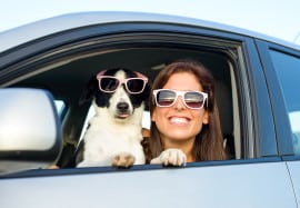11 Things You Can Do to Make Travel Safer for You and Your Pet