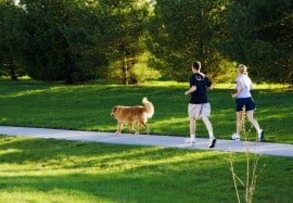 Pets and Summer Weather