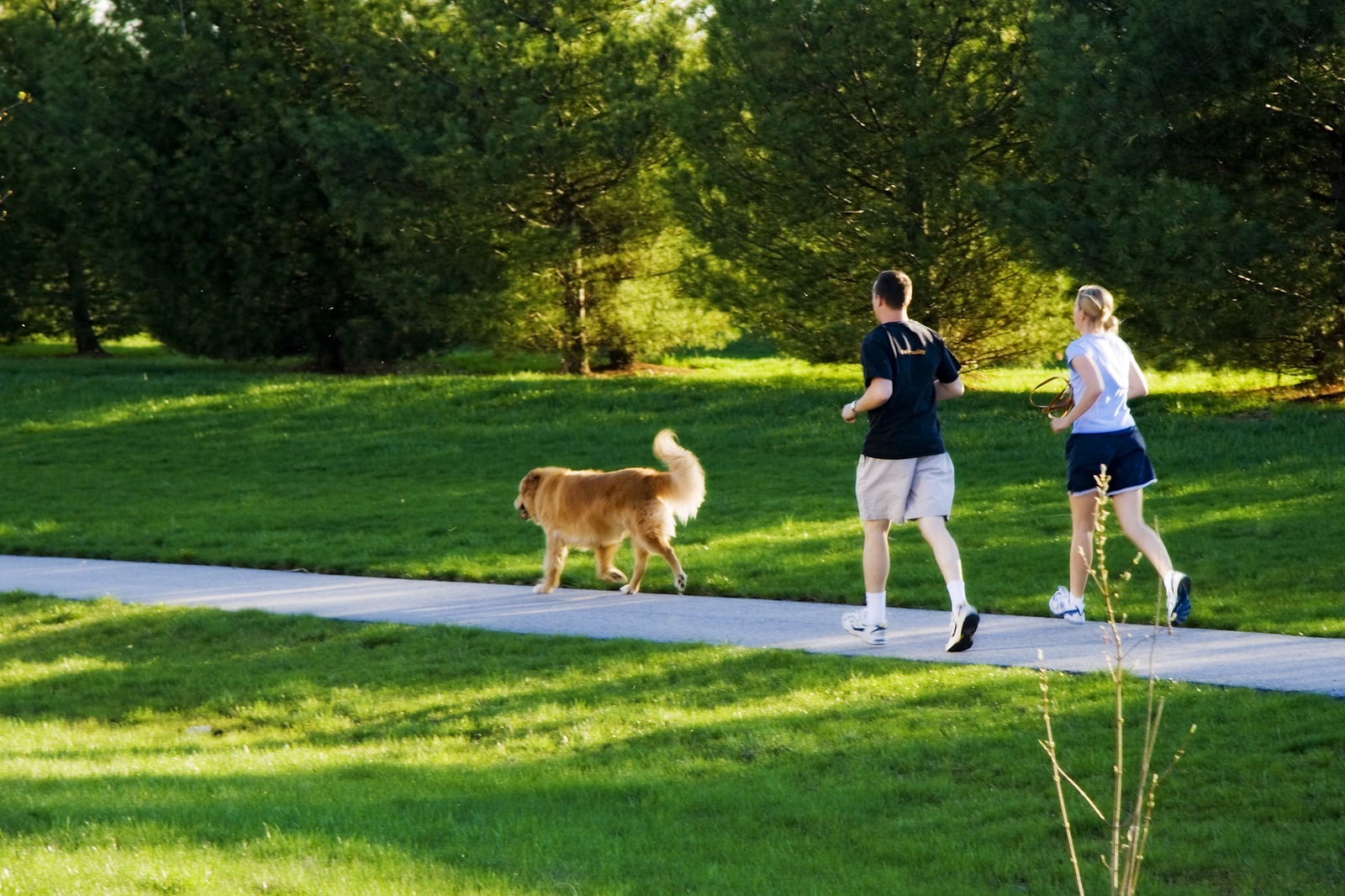 Read more about the article Pets and Summer Weather