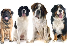 Top 10 Breed-specific Conditions That Could Mean Surgery for Your Dog