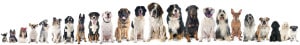 Read more about the article Top 10 Breed-specific Conditions That Could Mean Surgery for Your Dog
