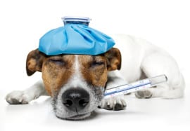 Top 10 Signs Your Dog May be Sick