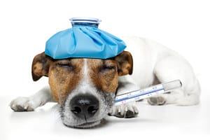 Read more about the article Top 10 Signs Your Dog May be Sick