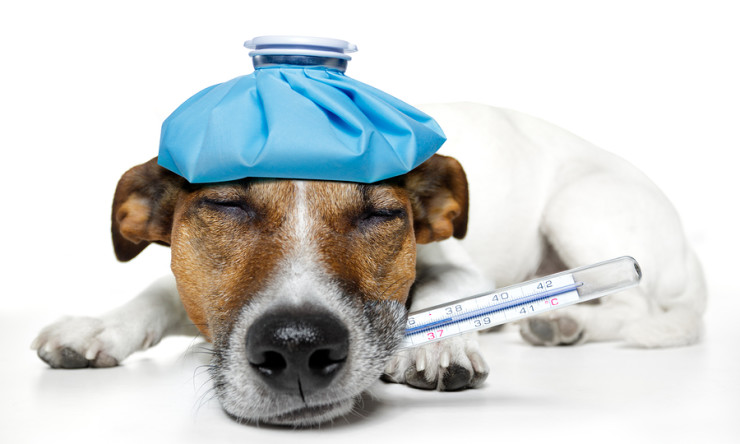 Top 10 Signs Your Dog May be Sick