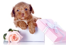Mother’s Day Gift: What Dog Breed Is Right for Your Mom?