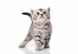 Kitten Care 101