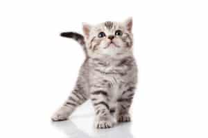 Read more about the article Kitten Care 101