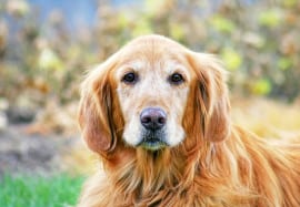 Senior Pets