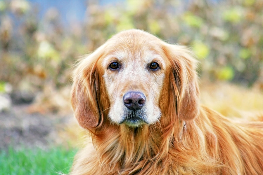 Read more about the article Senior Pets