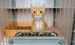 Adopt a Cat Month – Top 5 Reasons You Should Adopt a Cat