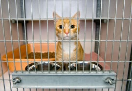 Adopt a Cat Month – Top 5 Reasons You Should Adopt a Cat