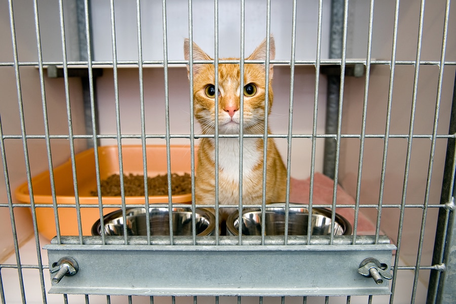 Read more about the article Adopt a Cat Month – Top 5 Reasons You Should Adopt a Cat