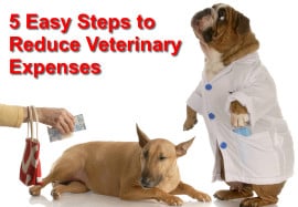 5 Easy Steps to Reduce Veterinary Expenses