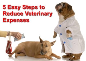 Read more about the article 5 Easy Steps to Reduce Veterinary Expenses