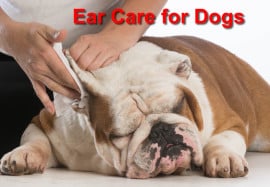 Ear Care for Dogs