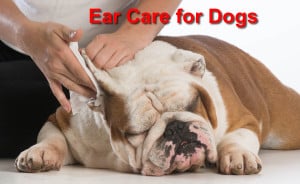 Read more about the article Ear Care for Dogs